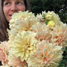 Soft buttery lemon is the colour that has my heart most of all this season  💛💛💛 I've never bought a single yellow-toned dahlia tuber, but over the  past three years breeding, I've