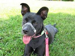 Lab Boston Terrier Mix Puppies Pets Lovers