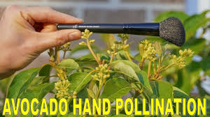 When trees are mature and producing fruit, feed with chook manure or complete fertiliser during fruit set. Avocado Won T Fruit How To Pollinate An Avocado Tree For Self Fertility Youtube