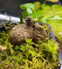 Image result for Ceropegia cimiciodora