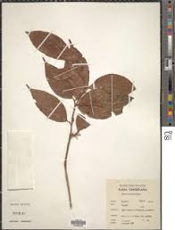 Image result for Rinorea angustifolia