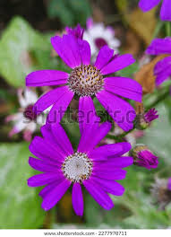 Image result for Pericallis hybrida