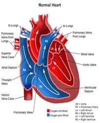 Anatomy Heart The Circulatory System Heart Anatomy Cardiac Nursing Anatomy