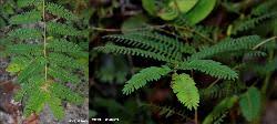 Image result for Chamaecrista paralias