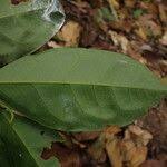 Image result for Leptaulus