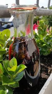 Kaffeeluders Schnaps Von Kaffeeluder Chefkoch Rezept Schnaps Schnaps Rezepte Gesunde Getranke Fur Kinder