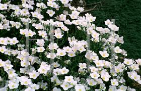 Image result for Nierembergia hippomanica