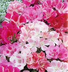 Pin On Backyard Plot Pink Well
