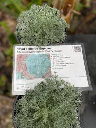 Image result for Cyphia mazoensis