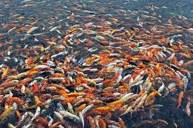 Ikan merupakan kelompok vertebrata yang paling beraneka ragam dengan jumlah spesies lebih dari 27,000 di seluruh dunia. Pengertian Budidaya Adalah Menurut Para Ahli Macam Manfaat Dan Contoh Budidaya Saturadar Com Portal Informasi Indonesia