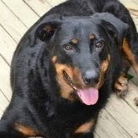 General information along with listings of. Beauceron Rescue Adoptions