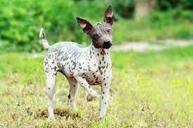 Why Does My Dog Kick The Grass After Pooping American Kennel Club