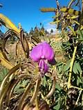 Image result for Tephrosia argyrolampra