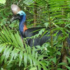 Australian Southern Cassowary Daintree Rainforest Daintree Rainforest Birds Of Australia Cassowary