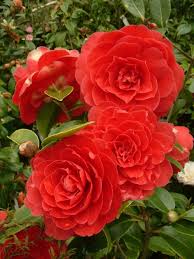 Camellia Japonica Coquettii Flowers Beautiful Flowers Camellia Flower