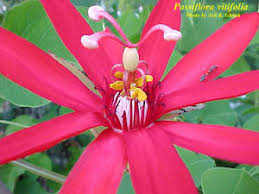 Image result for Passiflora vitifolia