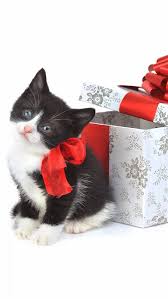 .ecards, custom profiles, blogs, wall posts, and the christmas kitten scrapbooks, page 1 of 3. Christmas Kitten Present Iphone 8 Wallpapers Free Download
