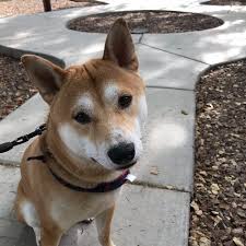 Maybe you would like to learn more about one of these? Adopt A Shiba Inu Puppy Near Phoenix Az Get Your Pet