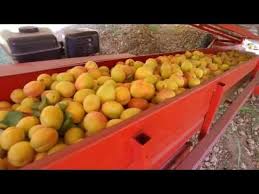 Meyve Hasat Makinalari Zeytin Badem Ceviz Toplama Kasalama Youtube Hasat Meyve Badem