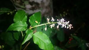 Image result for Petiveriaceae