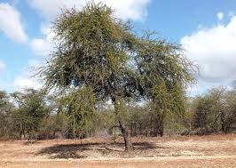 Image result for Acacia kirkii