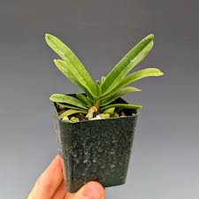 Image result for Cyrtorchis arcuata