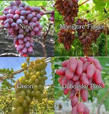 Maybe you would like to learn more about one of these? Jual Bibit Anggur Import Kualitas Unggul Asli Harga Murah