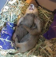 Exotic pets veterinarian near me. Exotic Veterinary Care No Place Like Home Vet Care