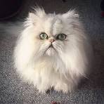 Persian Kittens for sale | Adorable persian Kittens | Cute ...