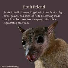 Image result for Mostuea batesii