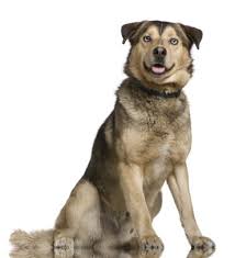 A german shepherd husky mix puppy would cost around $350 to $850, on average. The German Shepherd Husky Mix An In Depth Look Into The Gerberian Shepsky K9 Web