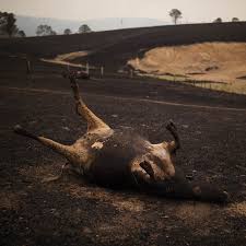 The Australia Wildfires In Pictures The New York Times