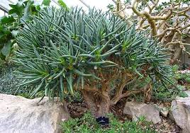 Image result for Aloe rulkensii
