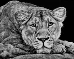 Lionness 8x10 Scratchboard Melissa Helene Fine Arts Photography Www Melissahelene Com Artwork Art Scratchboard Scratchar Wildlife Lion Lionness Bi