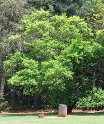 Image result for Combretum kraussii