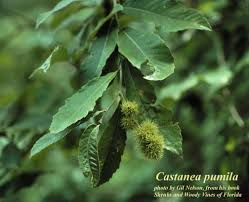 Image result for Tinnea apiculata