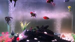 Jalan pasar pudu kuala lumpur aquarium ikan hiasan. Ikan Hiasan Dalam Akuarium Youtube