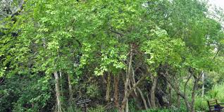 Image result for Canthium