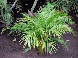 Image result for Dypsis lutescens