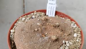 Image result for Trochomeria macrocarpa