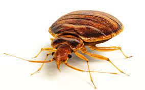 How To Make Bed Bugs Come Out Of Hiding Long Island Bed Bug Inspections
