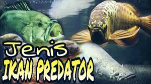 Bagi yang masih baru dan ingin memelihara ikan hias, tas usah risau, karena jenis ikan hias air tawar yang mudah dipelihara juga tidak lupa terangkum dalam tulisan kali ini. Jenis Ikan Predator Air Tawar Ada Yang Raksasa Youtube