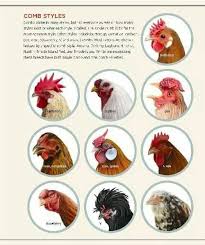 Chicken Comb Types Chicken Infographic Chickens Backyard Chickens Types Of Chickens