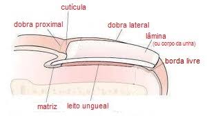 As infecções fúngicas das unhas placa compõem cerca de metade de todas as doenças das unhas e é muito comum na sociedade moderna. Micose De Unha Sinais E Tipos De Onicomicose Orientacao Medica Essencial
