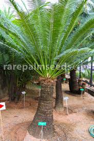 Cycads range from the permian to recent times. Cycas Chamaoensis Chamao Sago Buy Seeds At Rarepalmseeds Com