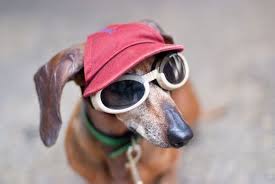 Hat And Glasses Dog With Glasses Dog Hat Pet Costumes