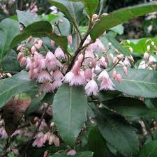 Elaeocarpus Reticulatus Elaeocarpus Reticulatus The Blueberry Ash Is A Large Shrub Or Tree Which Can Grow T Australian Native Garden Shade Trees Pink Garden