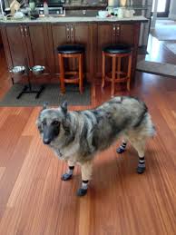 Beautiful Bailee Showing Off Her New Grippers Dog Socks No More Slipping On Those Hardwood Floors Shepherd Grippers Dog Dog Socks Senior Dog Canine Health