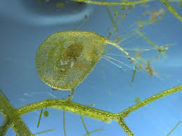 Kuvahaun tulos haulle bladderwort plant