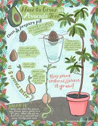 Grow Avocado From Pit Regrow An Avocado Pit Plants Avocado Plant Growing An Avocado Tree